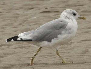 Mew Gull 
&copy; Jean-Marc Rabby