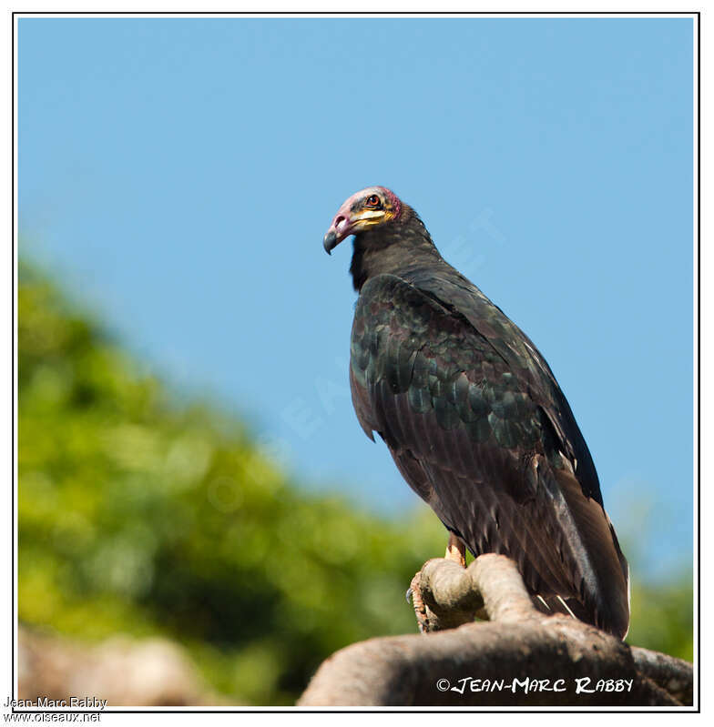 Greater Yellow-headed Vultureadult, identification
