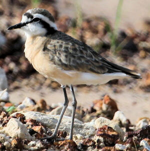 Kittlitz's Plover 
&copy; Jean-Marc Rabby