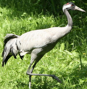 Common Crane