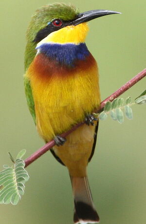 Blue-breasted Bee-eater