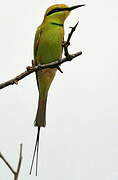 African Green Bee-eater