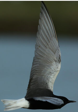 Guifette leucopt�re 
&copy; Jean-Marc Rabby