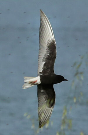 Guifette leucopt�re 
&copy; Jean-Marc Rabby