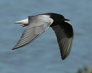 Guifette leucopt�re 
&copy; Jean-Marc Rabby