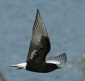 Guifette leucopt�re 
&copy; Jean-Marc Rabby