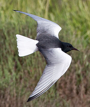 Guifette leucopt�re 
&copy; Jean-Marc Rabby