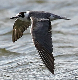 Black Tern