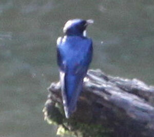 Hirondelle � bavette