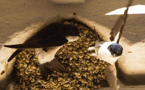Common House Martin 
&copy; Jean-Marc Rabby