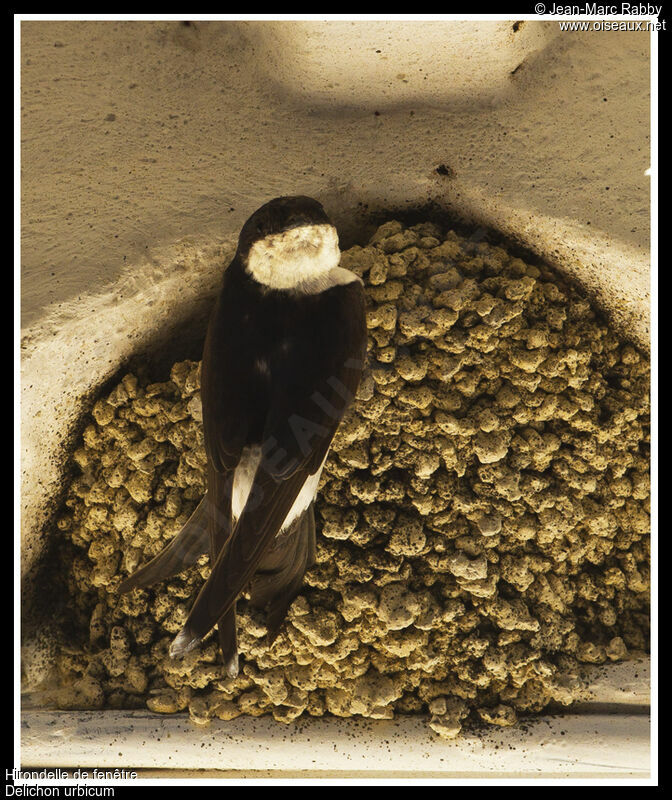 Common House Martin, identification, Reproduction-nesting