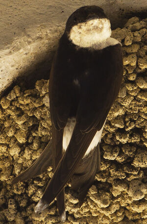 Common House Martin 
&copy; Jean-Marc Rabby