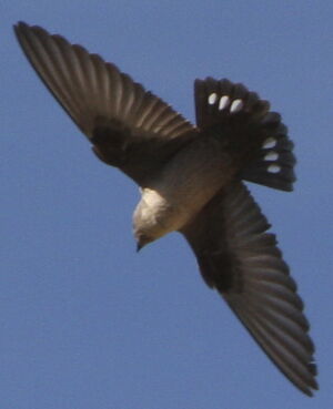 Hirondelle de rochers 
&copy; Jean-Marc Rabby