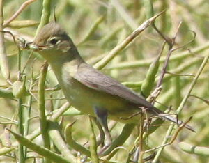 Hypola�s polyglotte