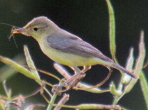 Hypola�s polyglotte
