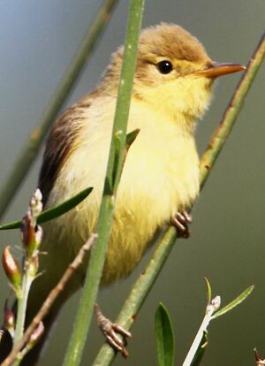Hypola�s polyglotte 
&copy; Jean-Marc Rabby