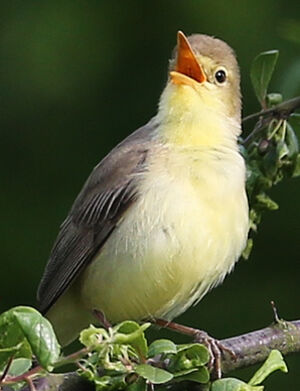 Hypola�s polyglotte 
&copy; Jean-Marc Rabby