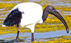 Ibis sacr� 
&copy; Jean-Marc Rabby