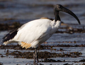 Ibis sacr� 
&copy; Jean-Marc Rabby