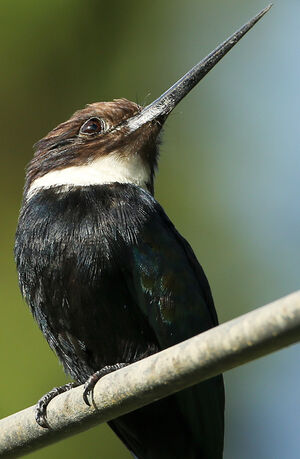Paradise Jacamar