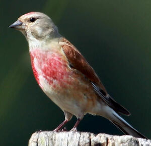 Common Linnet 
&copy; Jean-Marc Rabby