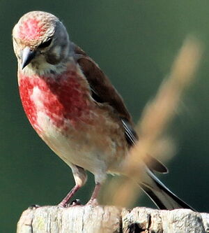 Common Linnet 
&copy; Jean-Marc Rabby