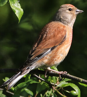 Common Linnet 
&copy; Jean-Marc Rabby