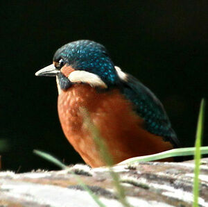 Common Kingfisher