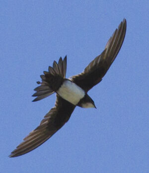 Alpine Swift 
&copy; Jean-Marc Rabby