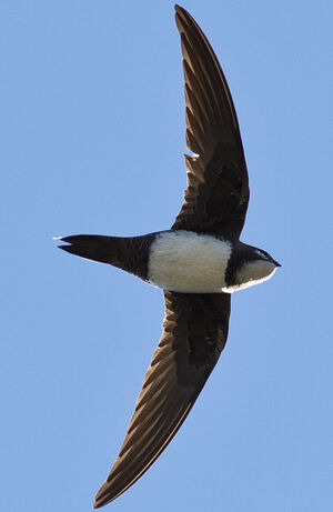 Alpine Swift 
&copy; Jean-Marc Rabby