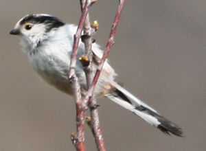 Long-tailed Tit 
&copy; Jean-Marc Rabby