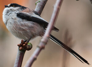 Long-tailed Tit 
&copy; Jean-Marc Rabby