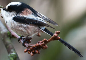 Long-tailed Tit 
&copy; Jean-Marc Rabby