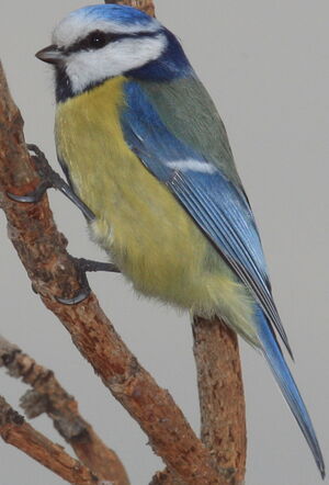 Eurasian Blue Tit