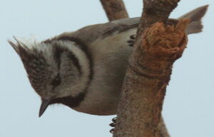 European Crested Tit