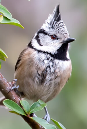 European Crested Tit