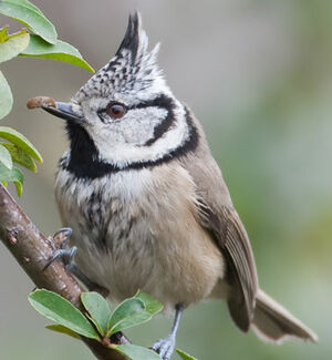 European Crested Tit