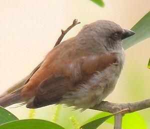 Northern Grey-headed Sparrow
