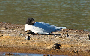 Little Gull