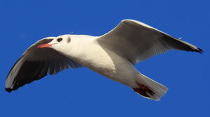 Black-headed Gull