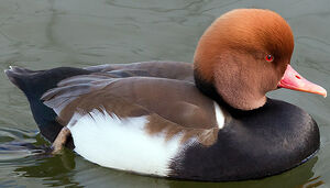 Nette rousse 
&copy; Jean-Marc Rabby