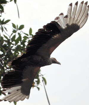 Palm-nut Vulture