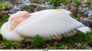 P�lican blanc 
&copy; Jean-Marc Rabby