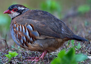 Red-legged Partridge 
&copy; Jean-Marc Rabby
