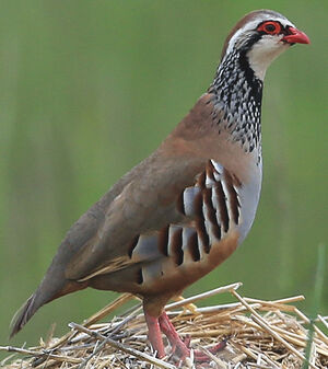 Red-legged Partridge 
&copy; Jean-Marc Rabby