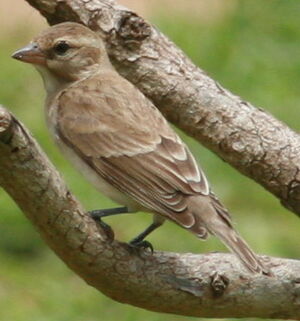 Bush Petronia