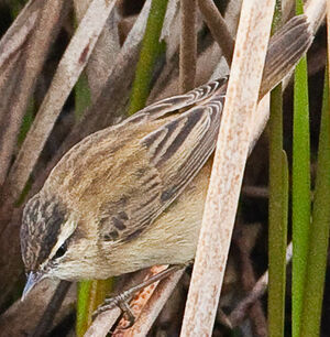 Phragmite des joncs 
&copy; Jean-Marc Rabby