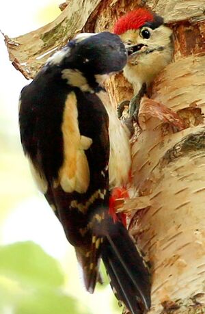 Great Spotted Woodpecker 
&copy; Jean-Marc Rabby