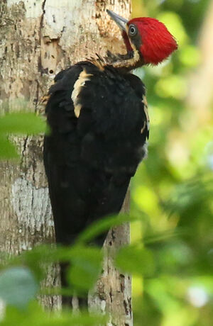 Lineated Woodpecker