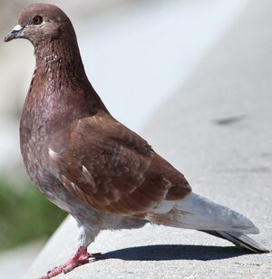 Pigeon biset 
&copy; Jean-Marc Rabby